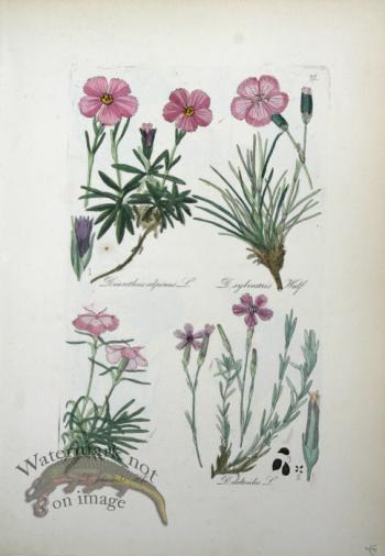 Deutschlands Flora 23